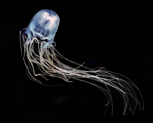 One of the over 30 species of box jellyfish, Chironex fleckeri. Credit: Robert Hartwick.