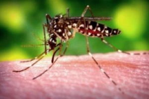 An Aedes aegypti mosquito is pictured here. The mosquito is one of two in Hawai'i known to spread several mosquito born viruses. Hawai'i Department of Health photo.