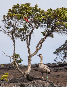 An endangered nēnē near an ‘ōhi‘a tree at Mauna Ulu. Photo courtesy of Janice Wei. 