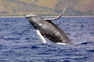 Humpback whale. NOAA file photo.