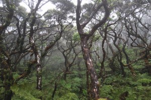 Native forest on Kohala Mountain. Photo credit: Jenny Ersbak.