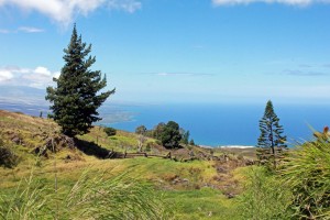 Kawaihae and Pelekane Bay as seen from The Kohala Center's ‘Āinaho‘i at Keawewai property on Kohala Mountain. Photo courtesy of The Kohala Center. 
