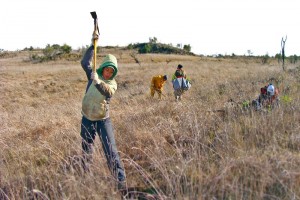 Volunteers work at the Mauna Kea Forest Reserve. Department of Land and Natural Resources photo.