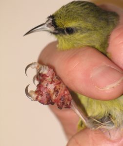 Hawaiʻi ʻamakihi with avian pox. Symptoms of this virus, which can be spread by mosquitoes, include tumor-like lesions on unfeathered parts of a bird’s body, including feet and legs, around the eyes, and at the base of the bill. USGS photo.