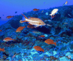 100% endemic reef fish assemblage at 90 meters, including Pseudanthias thompsoni, Odontanthias fuscipinnis,Caprodon unicolor, Chromis struhsakeri, Genicanthus personatus, Chaetodon miliaris,Bodianus albotaeniatus, B. bathycapros, and B. sanguineus. Photo source: "100% endemism in mesophotic reef fish assemblages at Kure Atoll, Hawaiian Islands"