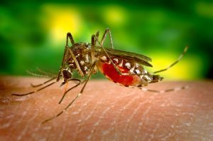 mosquito dengue zika