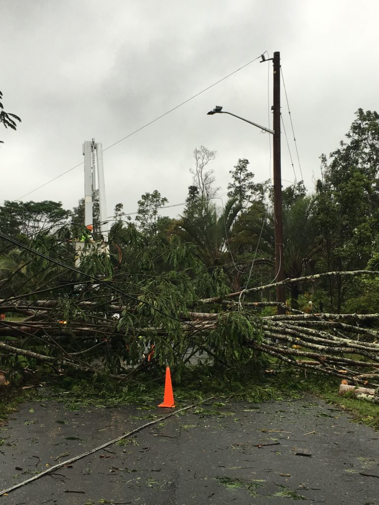 A Hawai‘i Electric Light crew works to clear a fallen albizia tree from power lines in Pohoiki. Courtesy photo.
