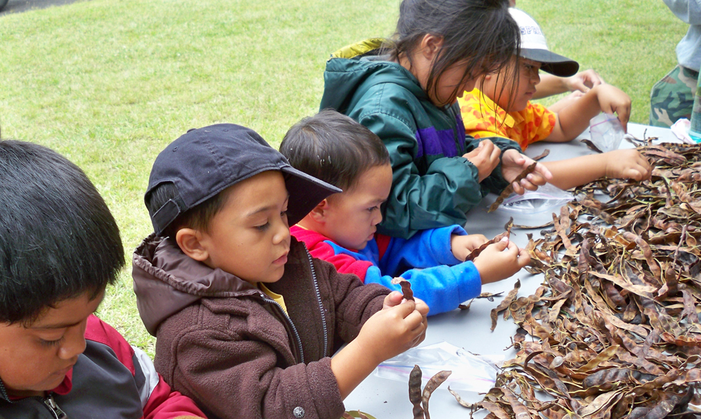 Keiki help collect plants seeds for Kahuku ‘Ohana Day. NPS photo.