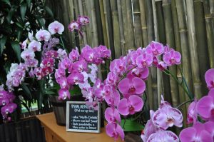 Phal area Akatsuka Orchid Gardens photo.