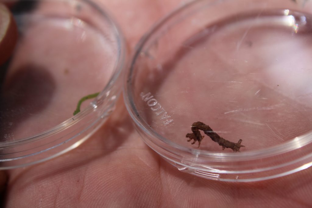 Two native carnivorous caterpillars discovered at the BioBlitz