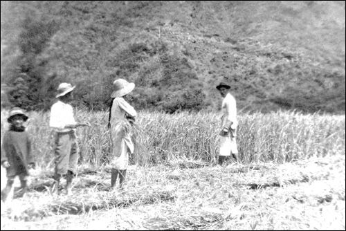 Yap Duck family at their rice field in Waipio in 1917. Photo: Annelle Lee Collection NHERC