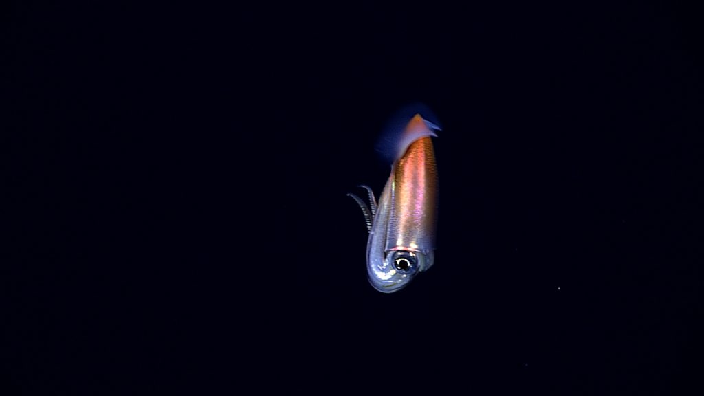 A squid, Walvisteuthis youngorum, is imaged at 900m during today’s mid-water transects off Northeast Gardner Pinnacles in the Northwest Hawaiian Islands.