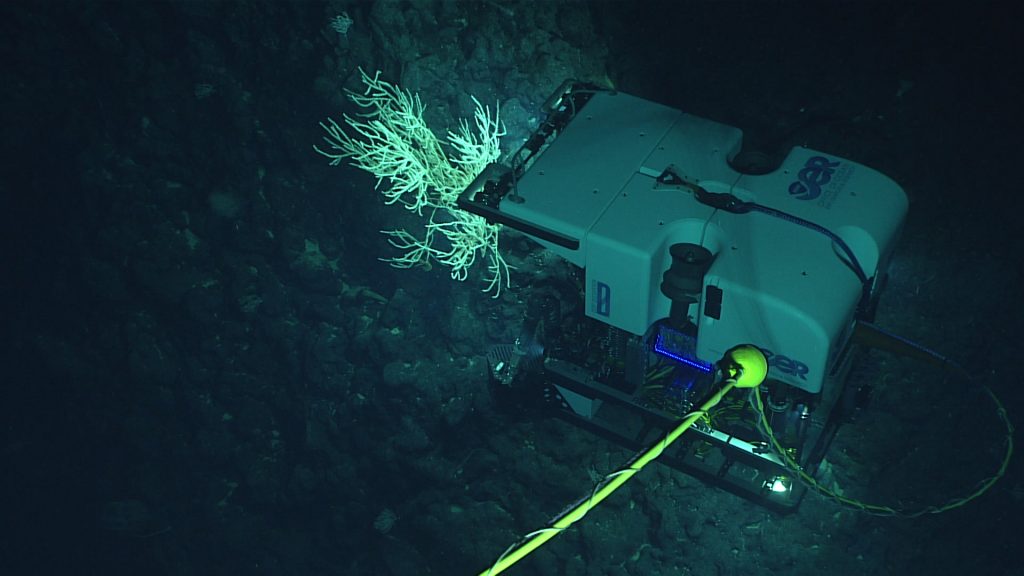 D2 investigates a coral on an unnamed seamount west of Salmon Bank