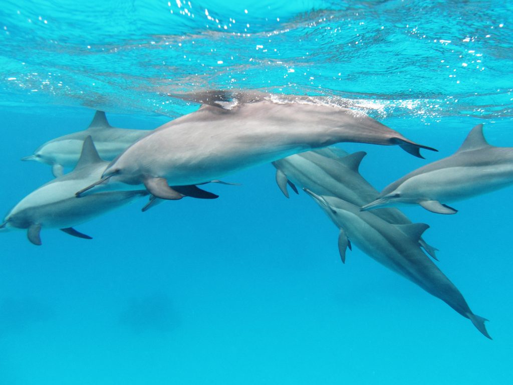 spinner dophins wikipedia