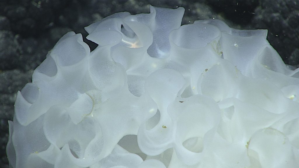 This glass sponge was imaged on an unnamed seamount just outside the Papahanaumokuakea Marine National Monument.