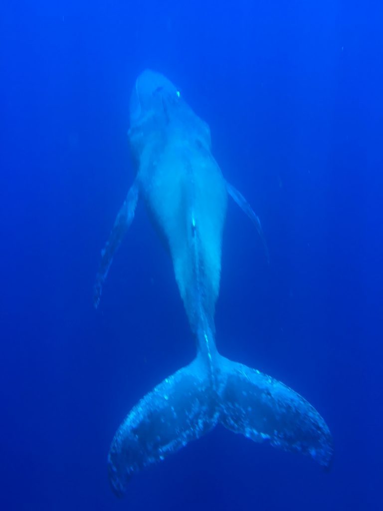 Image credit: Captain Hall, The Wiki Wahine, Ultimate Whale Watch.