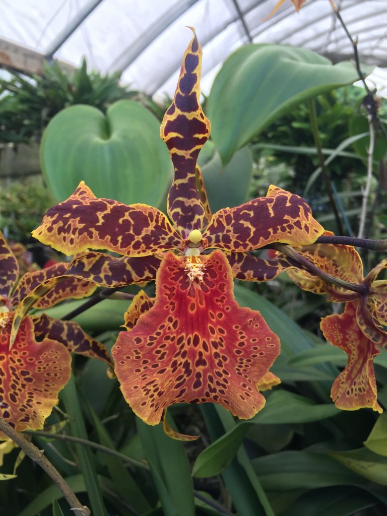 OCT 15 “Orchids Around the World” 