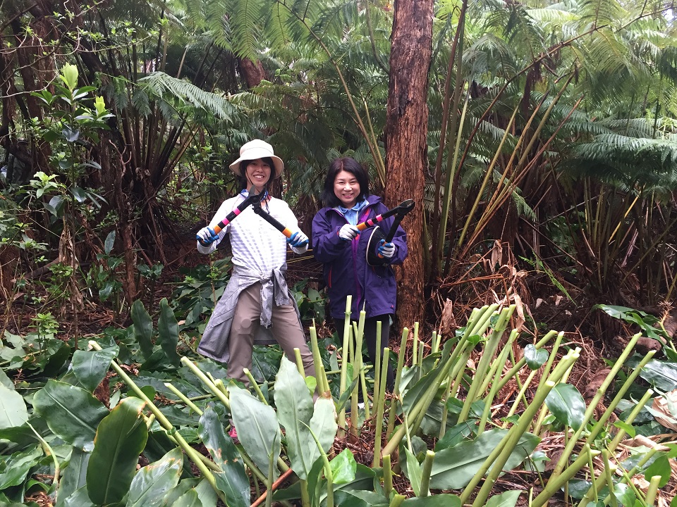 Volunteers from Japan remove invasive plants from Devastation Trail. NPS photo. 