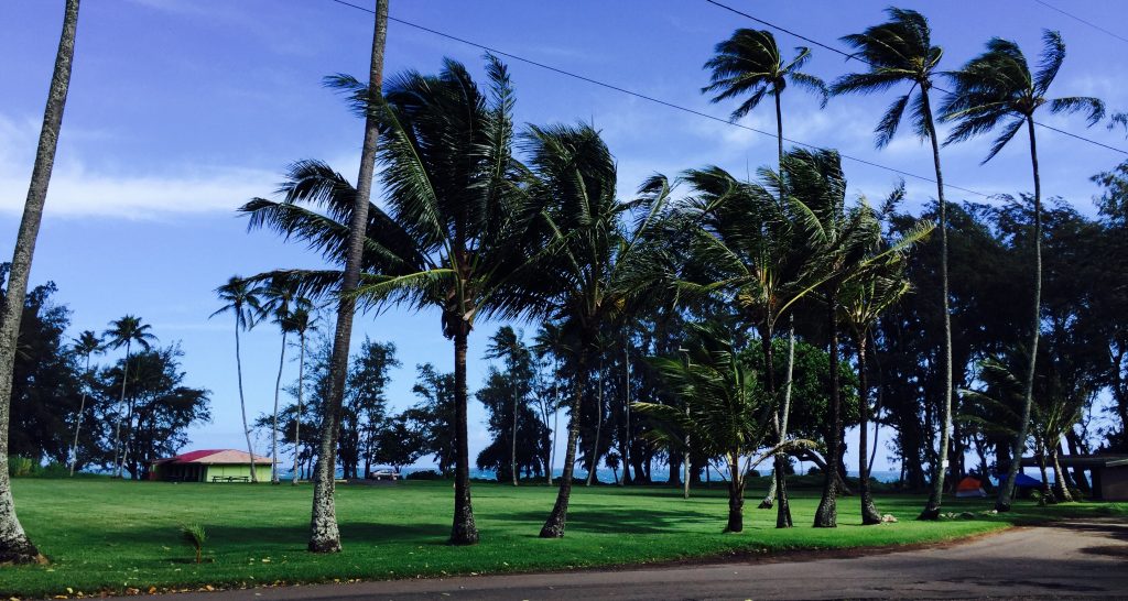 Grassy area and pavillion, Laupāhoehoe Point. Photo: Darde Gamayo