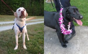 Falcon and Magnum have joined the Hawai‘i Police Department. HPD photo.