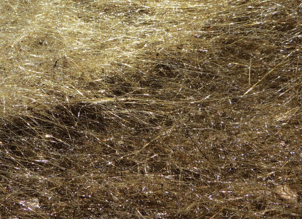 This close-up of Pele’s hair shows how the individual strands of volcanic glass can become aligned with wind direction. USGS photo.