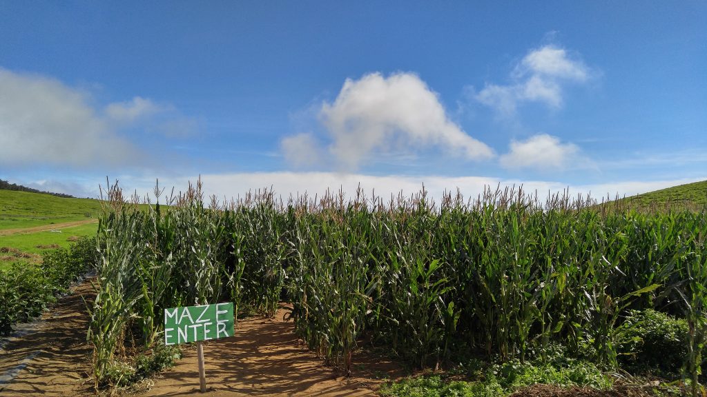 The corn maze at the Kohala Mountain Educational Farm on Hawaii Island. Photo: Crystal Richard.