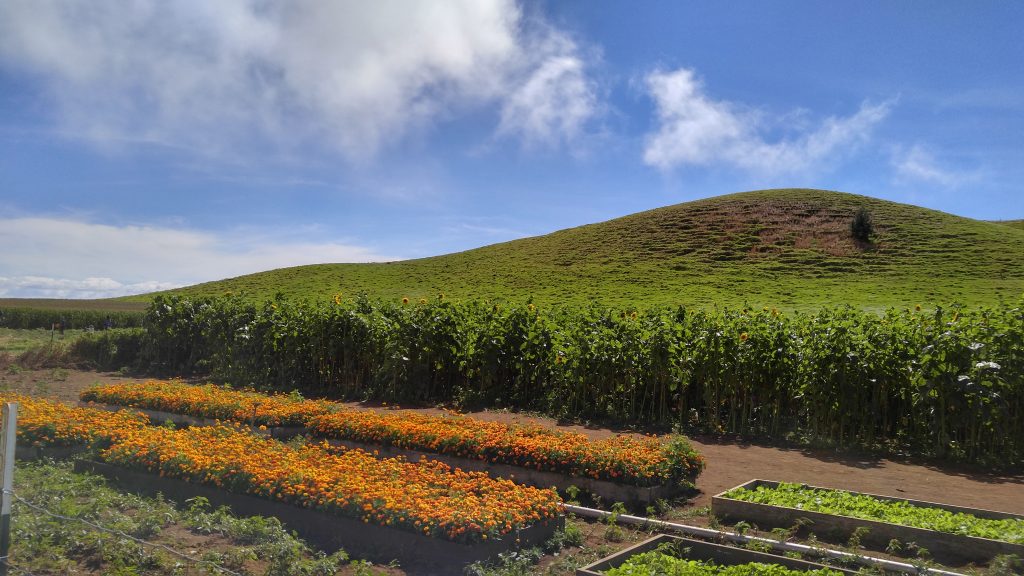 In addition to the pumpkin patch, in the raised garden beds marigolds are in full bloom, as well as, the sunflowers at Kohala Mountain Educational Farm along the Kohala Coast of the Big Island on Saturday, Oct. 22, 2016. Photo: Crystal Richard.