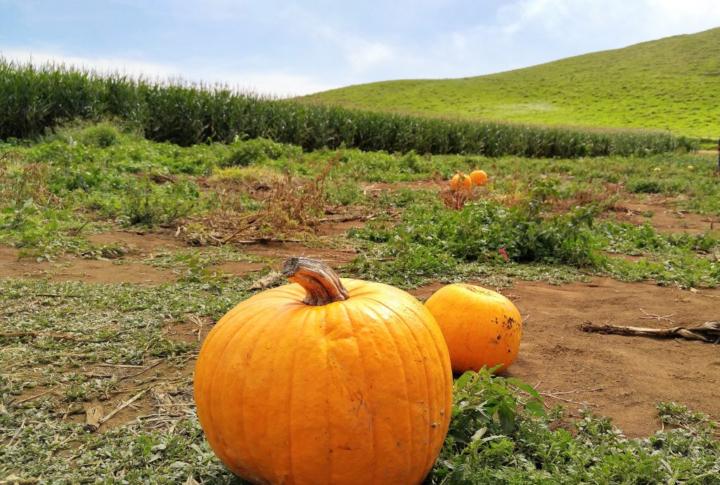 The pumpkin patch at Kohala Mountain Educational Farm sold out of over 35,000 pounds of pumpkins on the third Saturday of October 2016. Photo: Crystal Richard.
