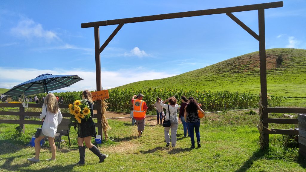 Lopaka Decker showing guests of Kohala Mountain Educational Farm around the pick your own sunflowers field on Saturday, Oct. 22, 2016. Photo: Crystal Richard.