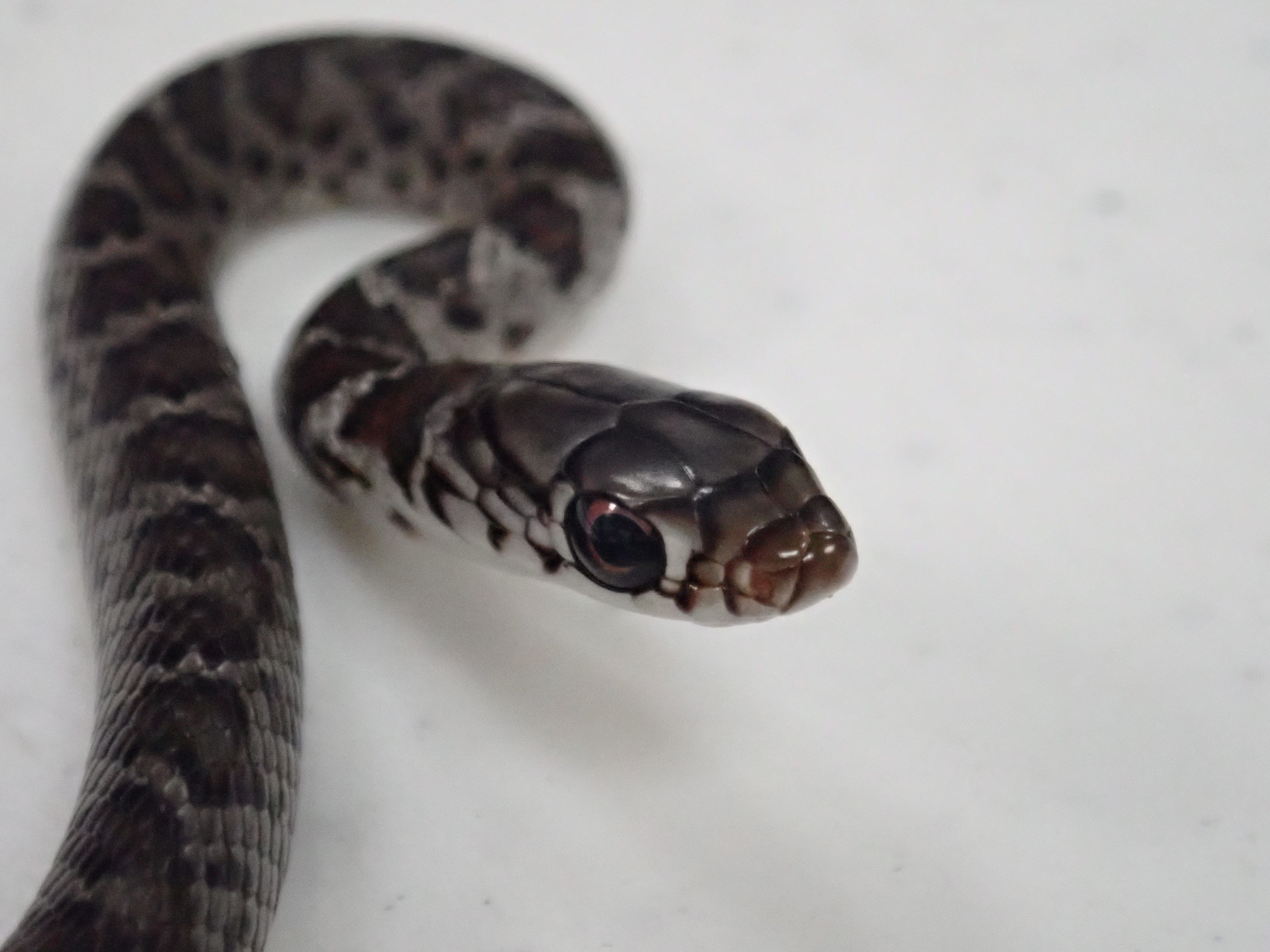 VIDEO Baby Snake Hitchhikes to Maui in Backpack Big